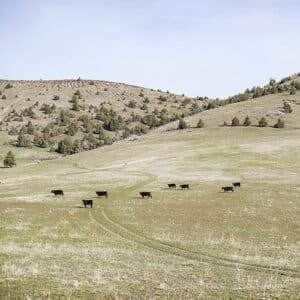 natural choice beef on rolling hills