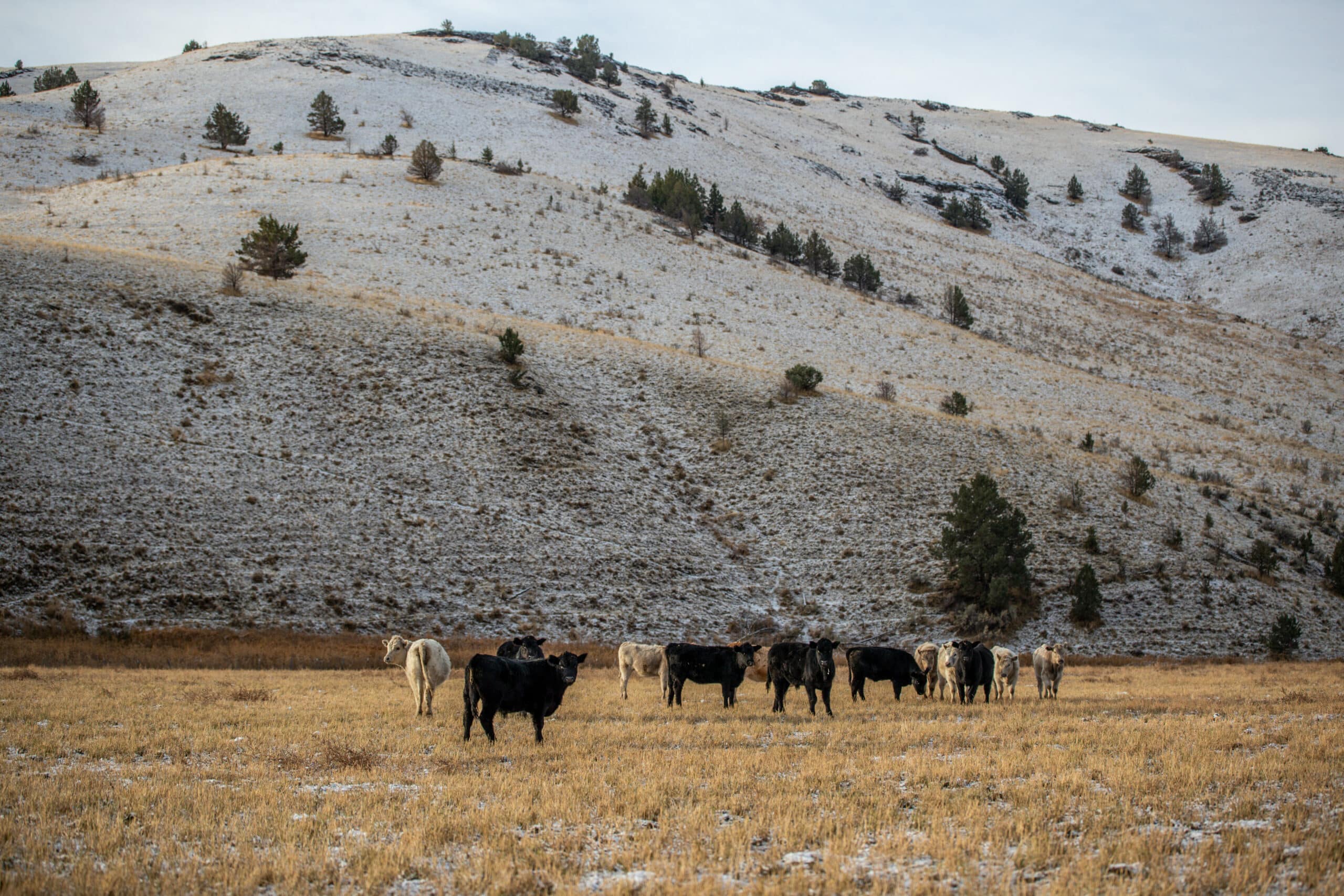 cows on the pasture with mountains in the back