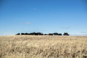 grass-fed beef