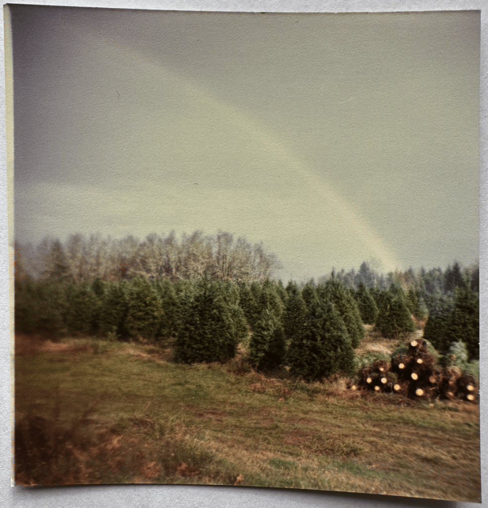 Christmas trees being harvested