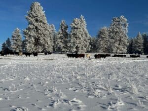 Do cows get cold? Here's how we keep cattle warm in the winter